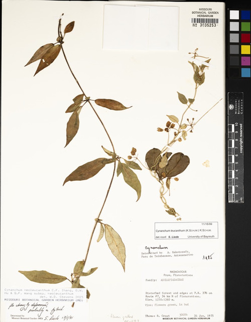 Cynanchum neoleucanthum subsp. neoleucanthum photo 3