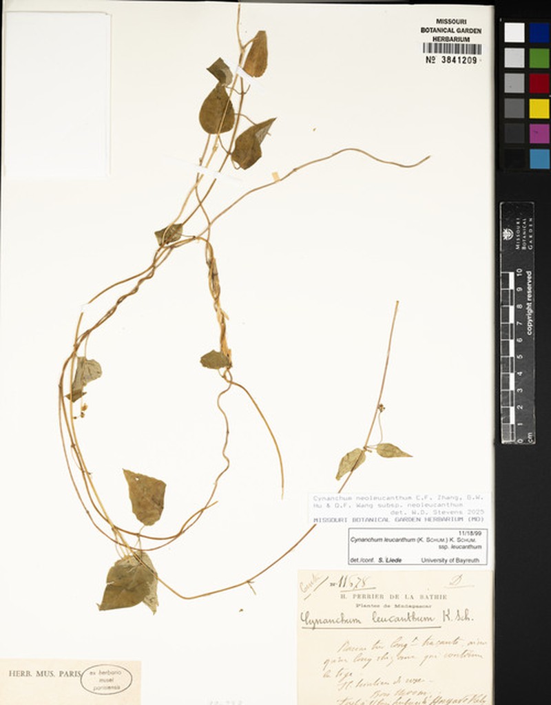Cynanchum neoleucanthum subsp. neoleucanthum photo 4