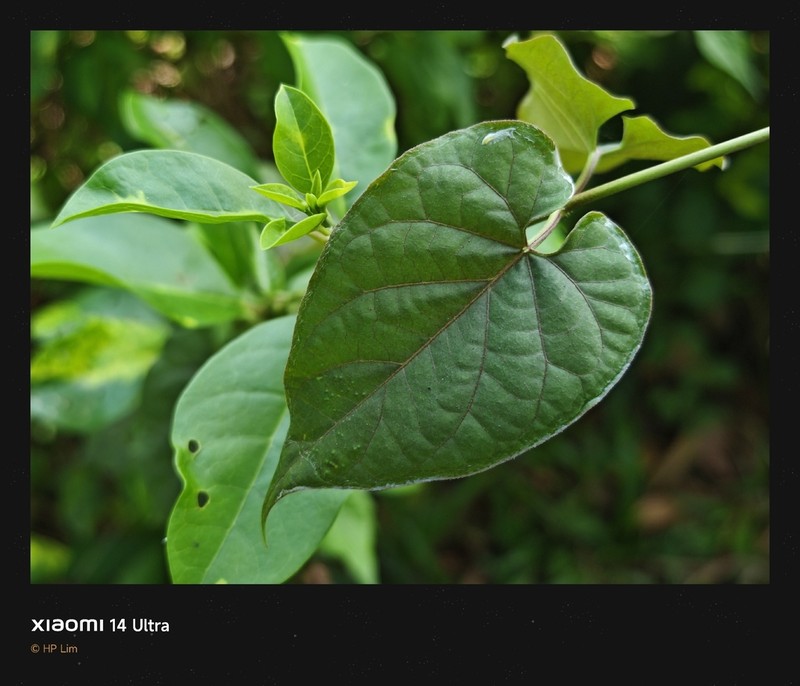 Cynanchum pulchellum