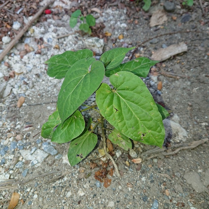Cynanchum pulchellum photo 2