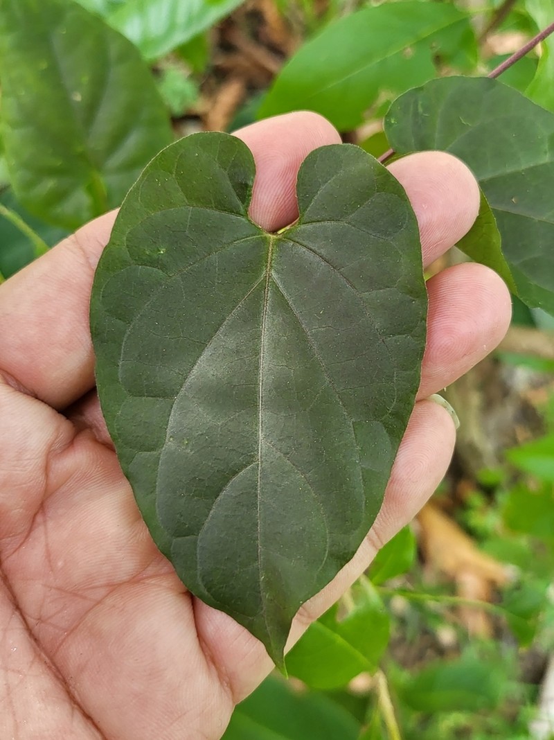 Cynanchum pulchellum photo 3
