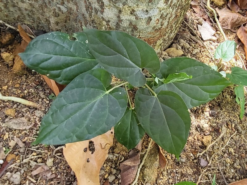 Cynanchum pulchellum photo 4