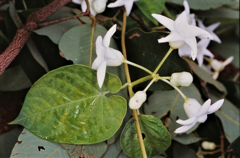 Cynanchum pulchellum photo 5