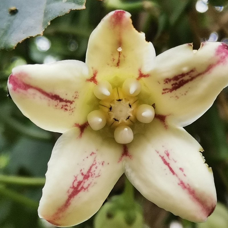 Cynanchum pulchellum photo 6