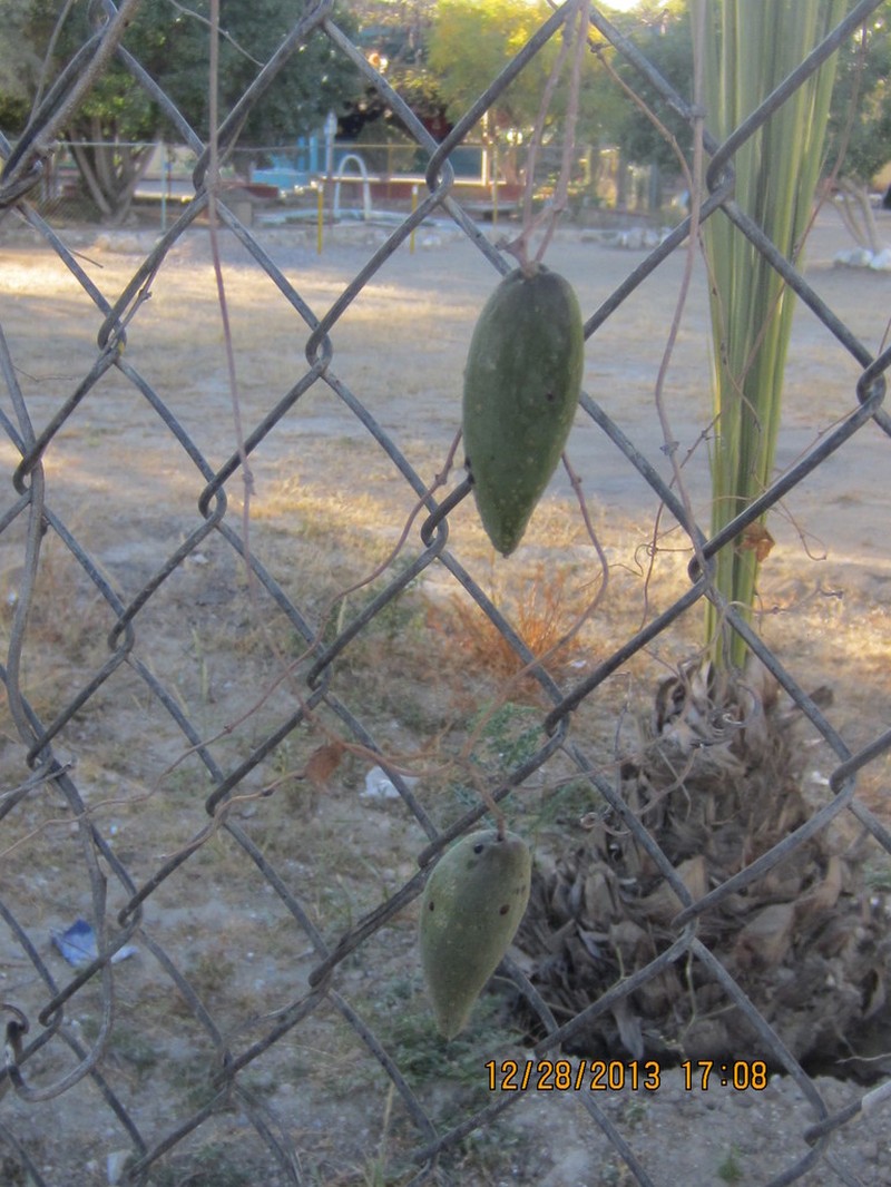 Talayote