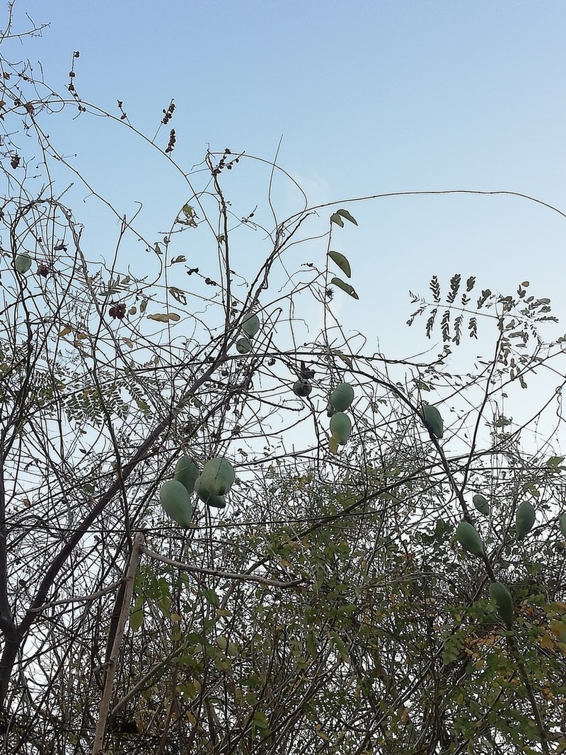 Talayote photo 2