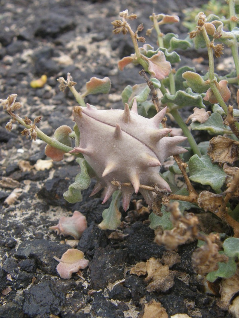Cynanchum registanense