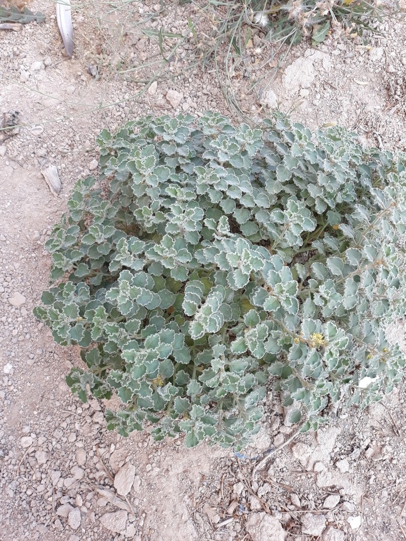Cynanchum registanense photo 2
