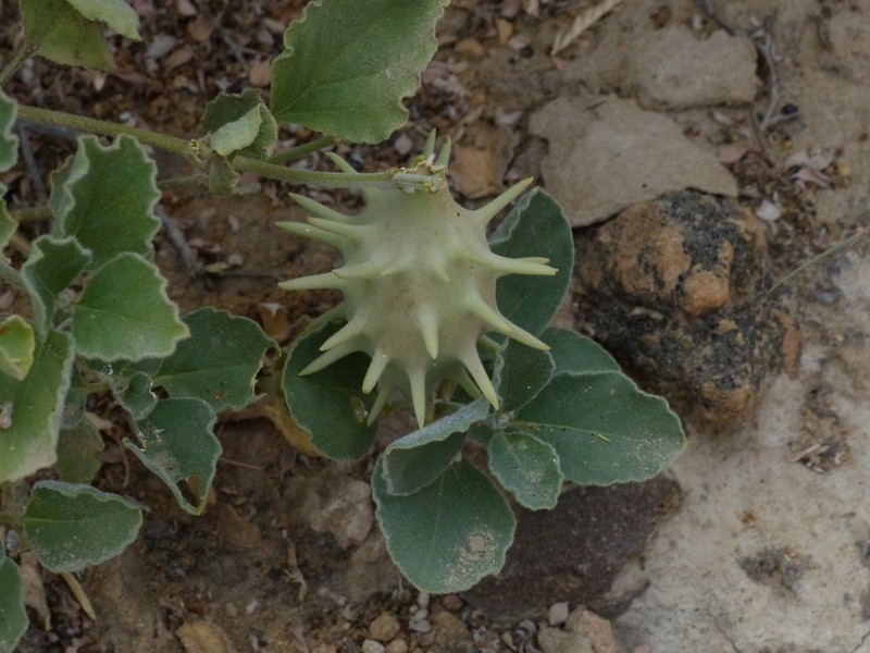Cynanchum registanense photo 3