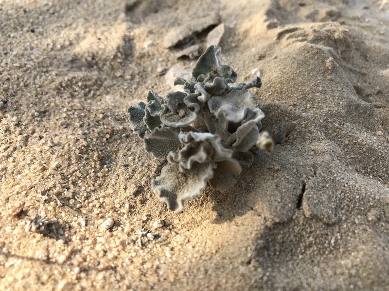 Cynanchum registanense photo 4