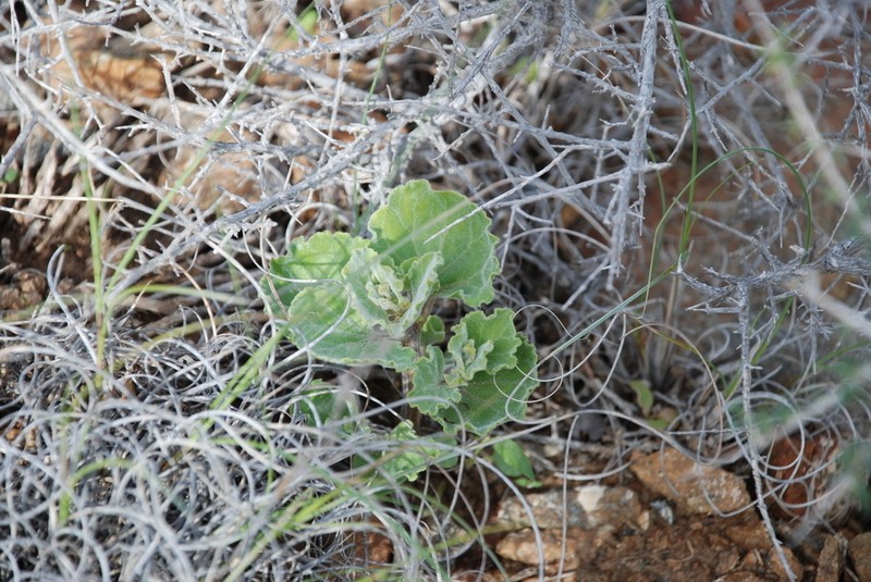 Cynanchum registanense photo 5