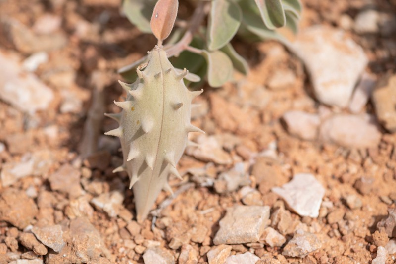 Cynanchum revoilii