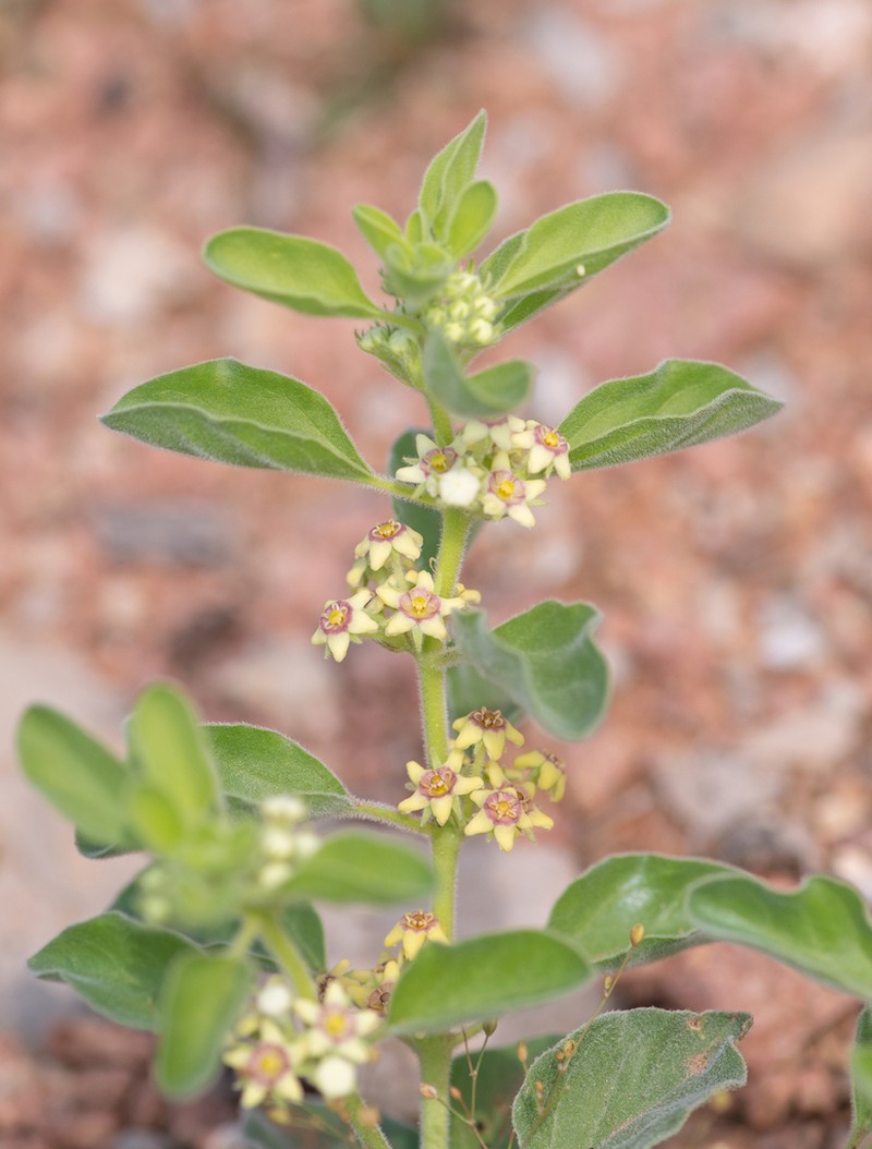 Cynanchum revoilii photo 3