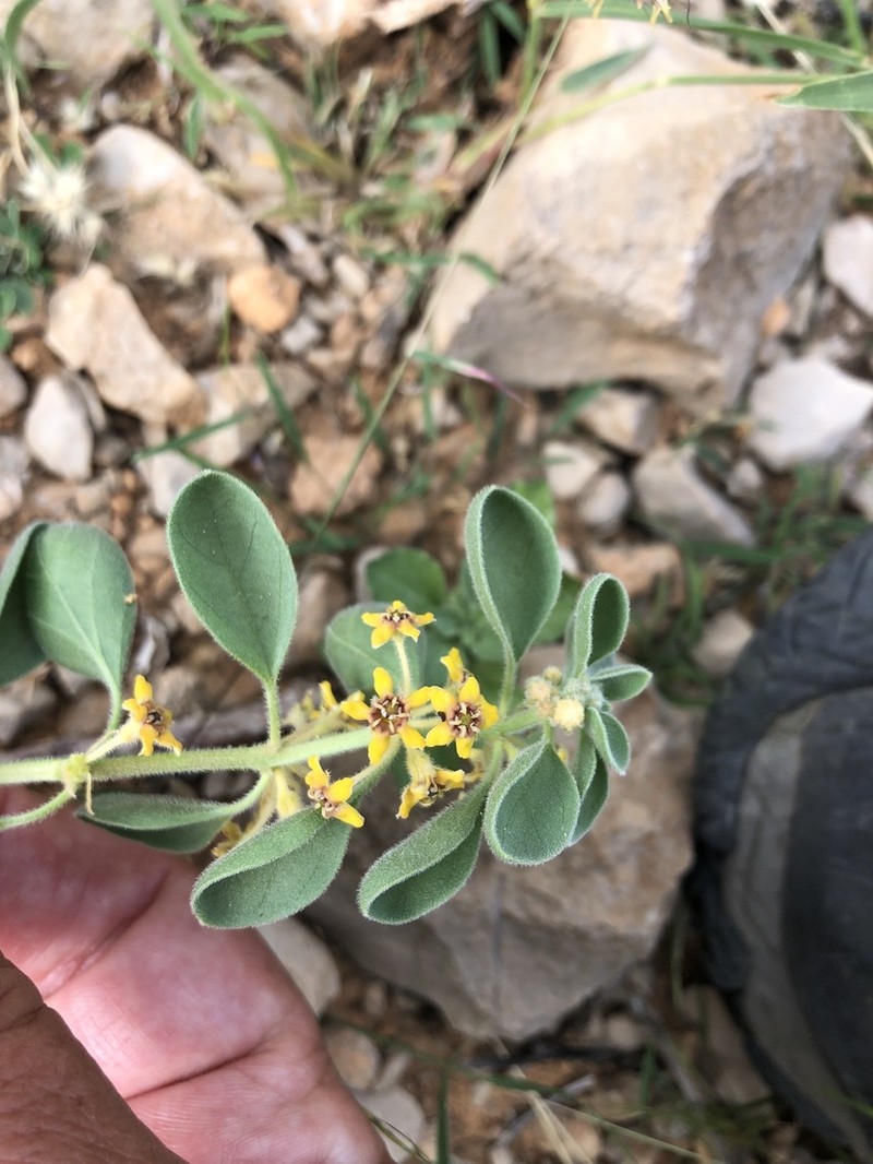 Cynanchum revoilii photo 4