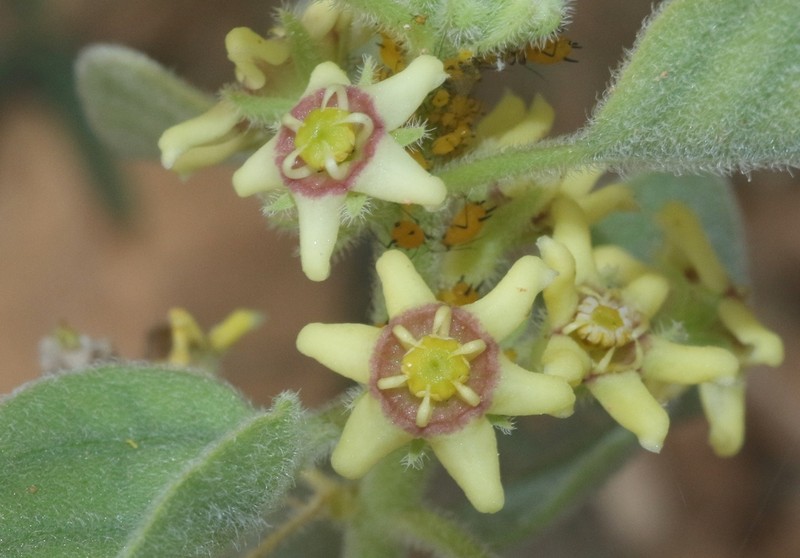 Cynanchum revoilii photo 5