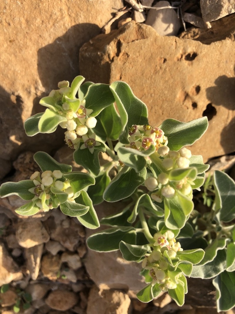 Cynanchum revoilii photo 6