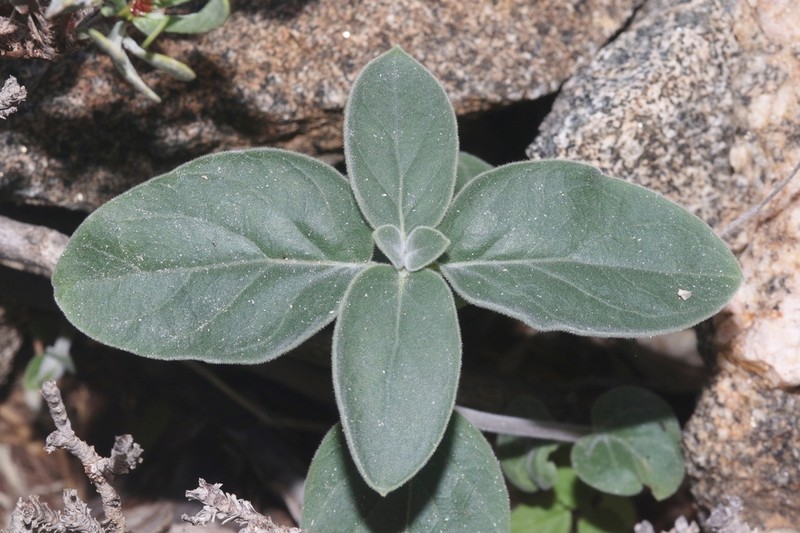 Cynanchum revoilii photo 7