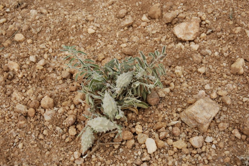 Cynanchum revoilii photo 8