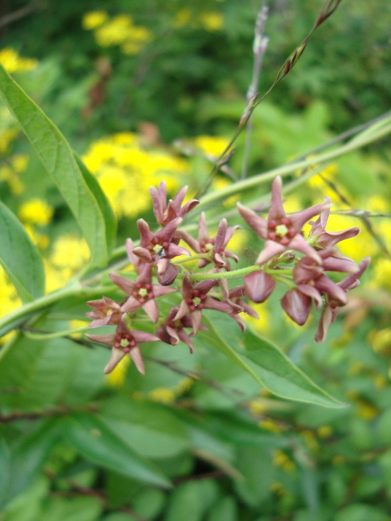 European Swallow-Wort