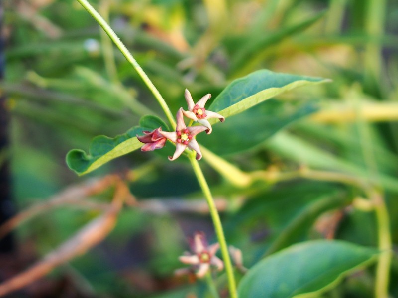 European Swallow-Wort photo 2