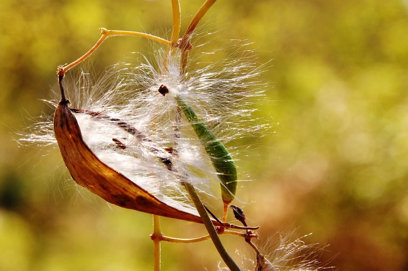 European Swallow-Wort photo 3