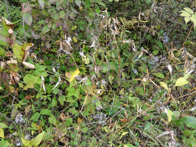 European Swallow-Wort photo 4