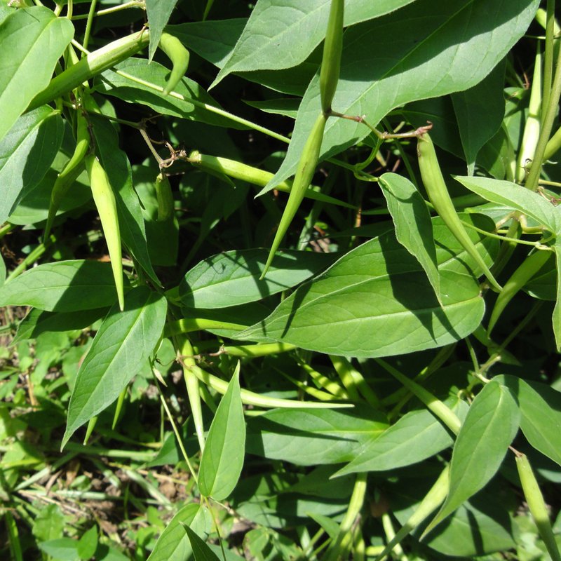 European Swallow-Wort photo 5