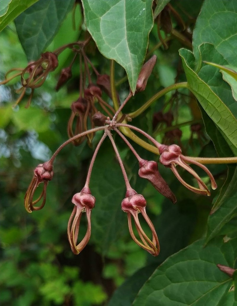 Cynanchum sahyadricum