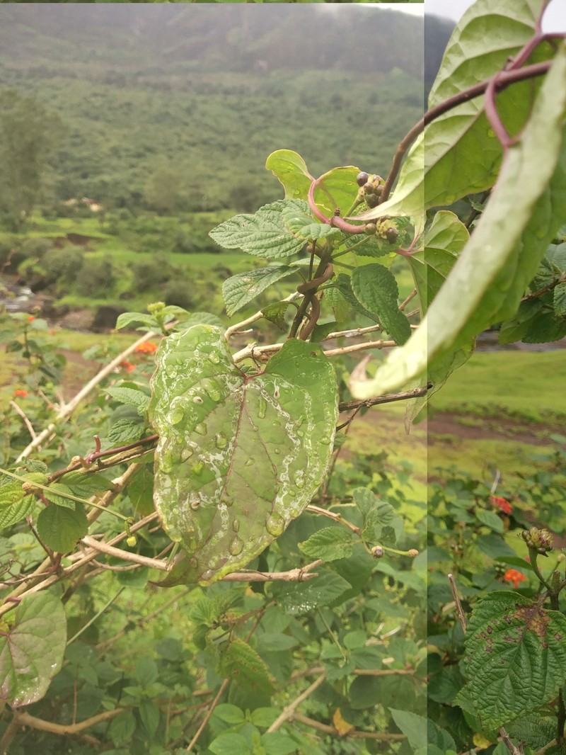 Cynanchum sahyadricum photo 4