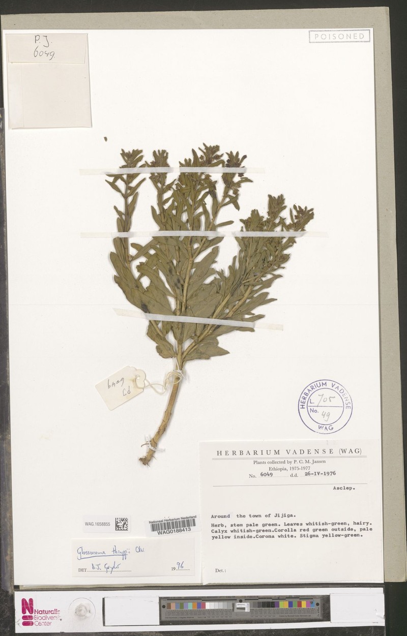 Cynanchum thruppii