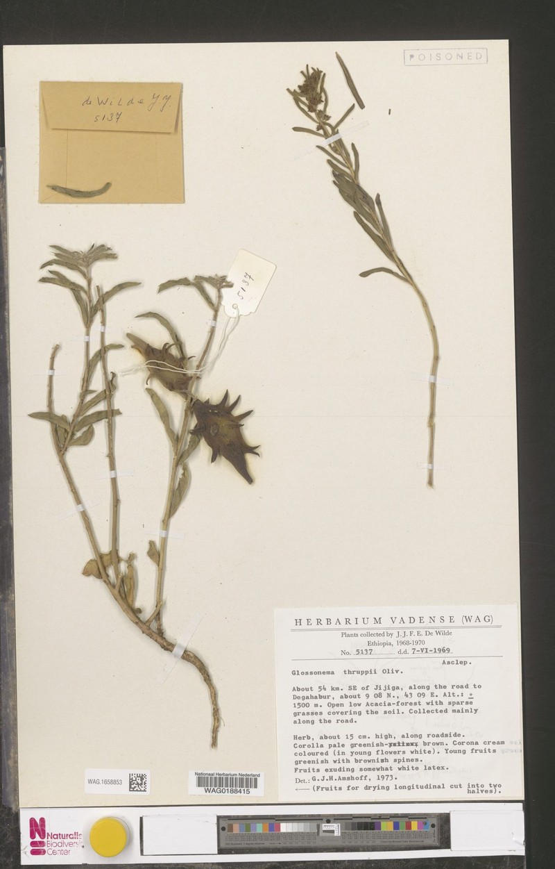 Cynanchum thruppii photo 3