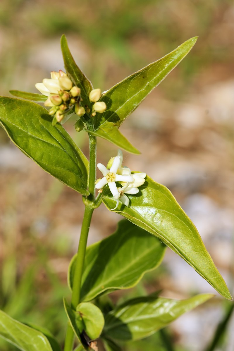 White Swallow-Wort photo 2
