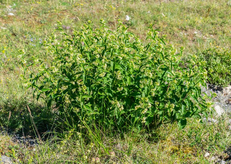 White Swallow-Wort photo 4