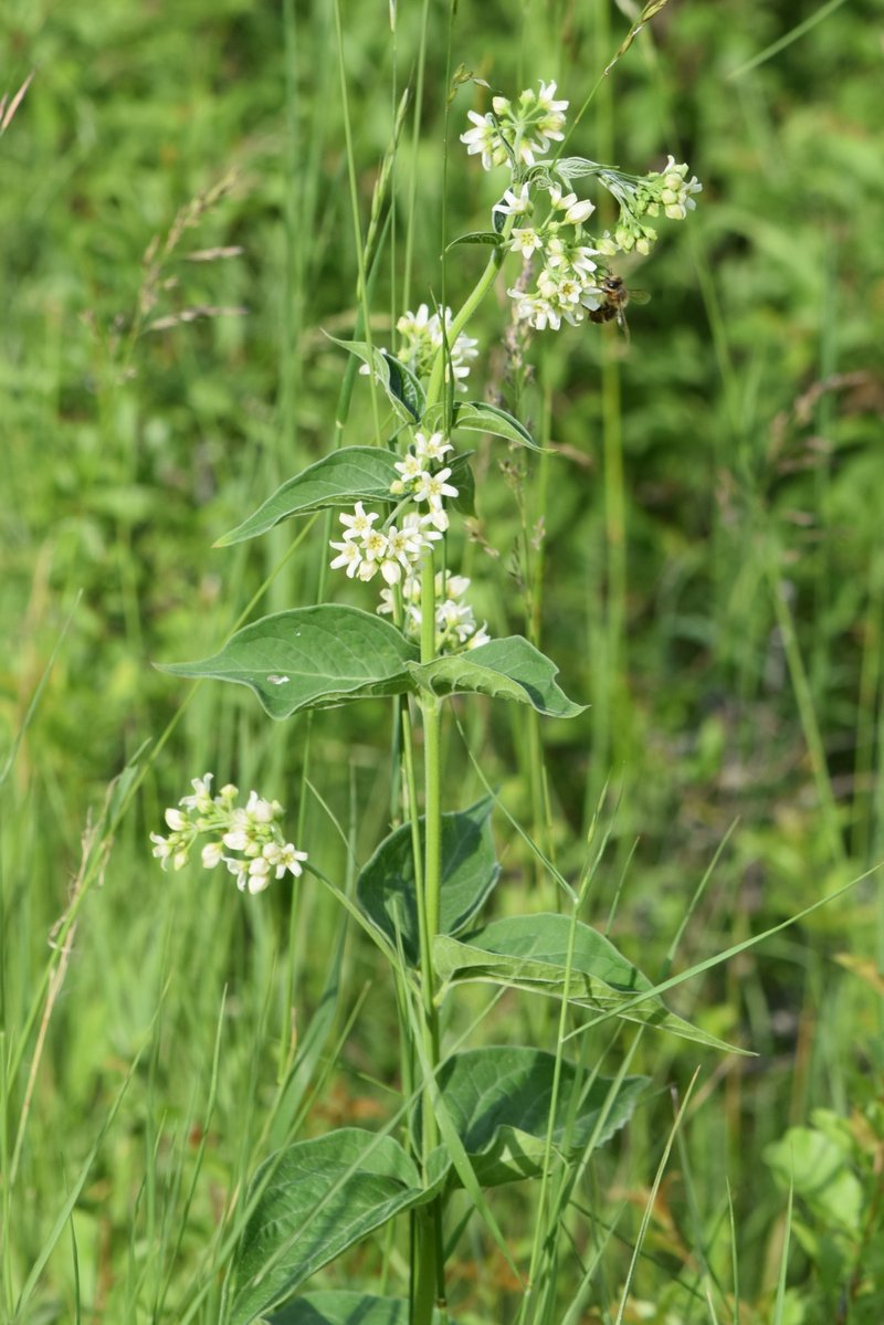 White Swallow-Wort photo 5