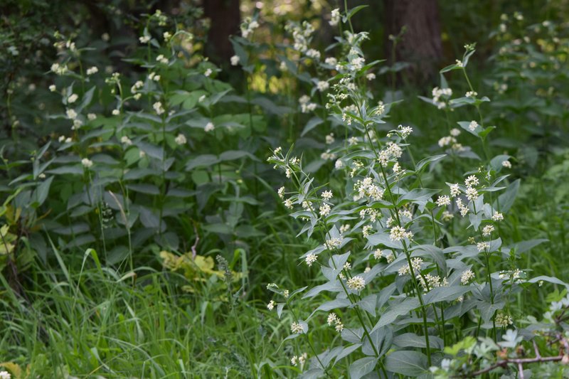 White Swallow-Wort photo 6