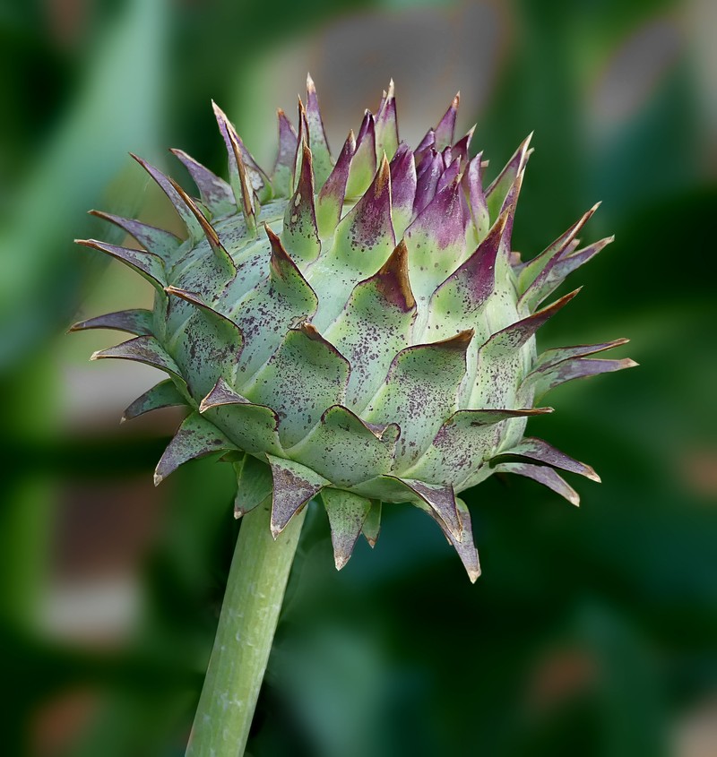 Cardoon photo 2