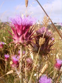 Cardoon