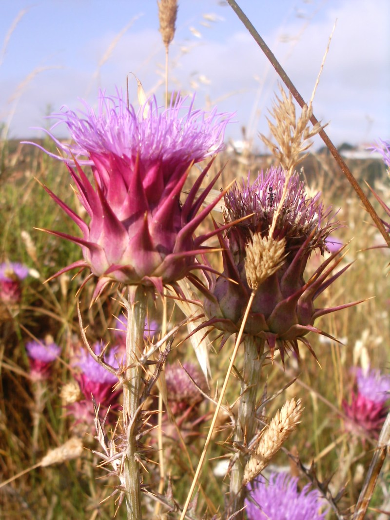 Cardoon