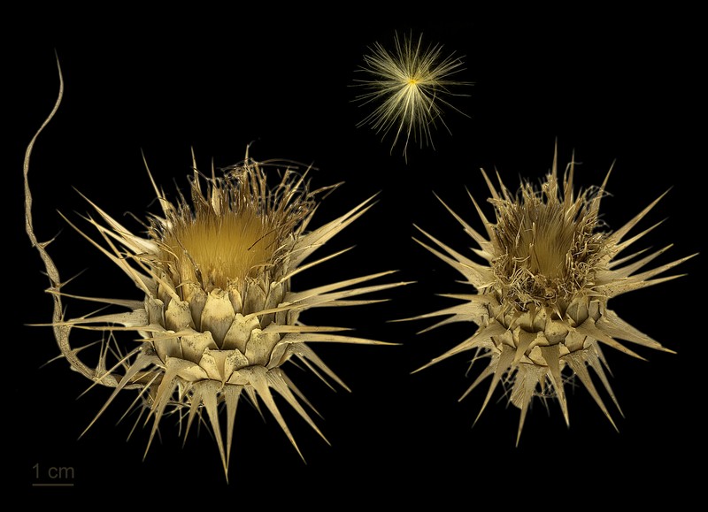 Cardoon photo 3
