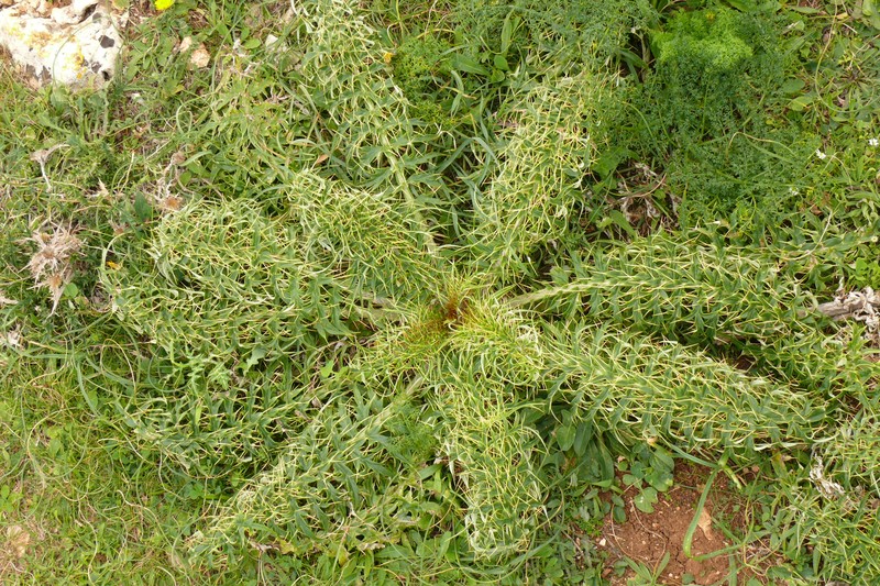 Cardoon photo 4