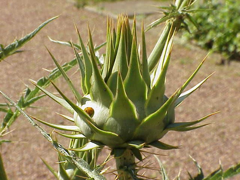 Cardoon photo 5
