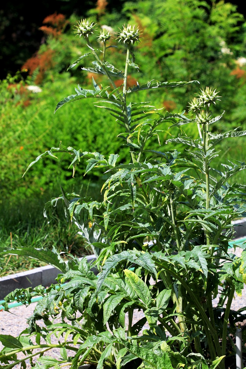 Cardoon photo 6