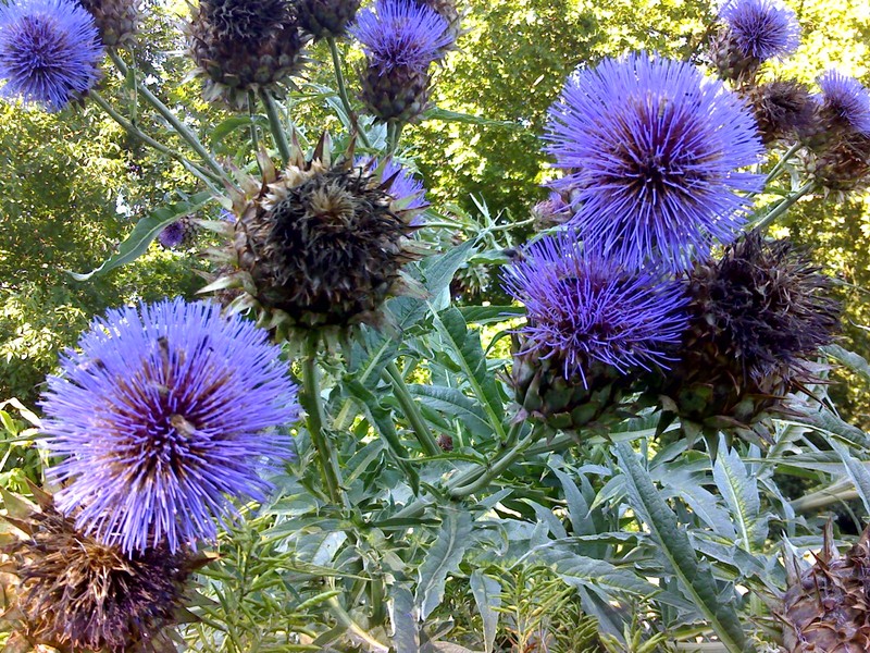 Cardoon photo 7