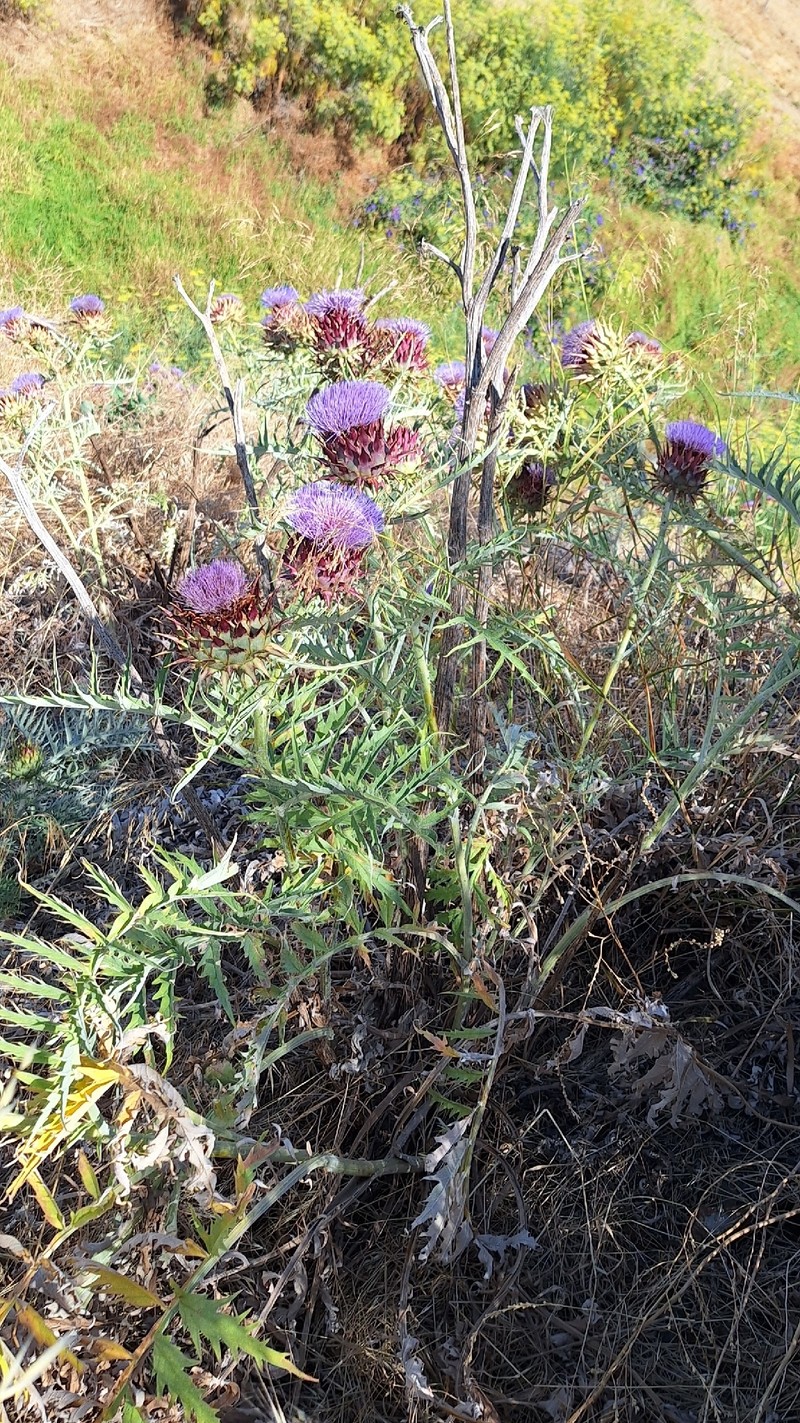 Cynara cardunculus subsp. flavescens
