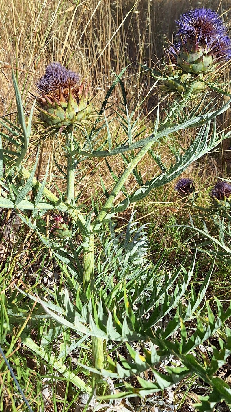 Cynara cardunculus subsp. flavescens photo 2
