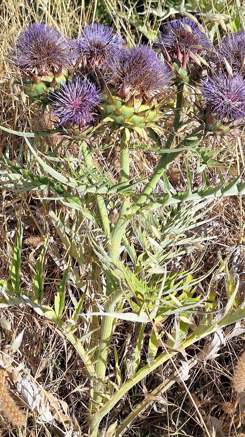 Cynara cardunculus subsp. flavescens photo 3