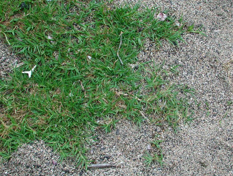 Bermudagrass photo 2
