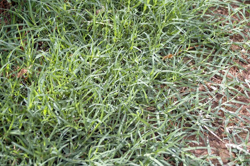 Bermudagrass