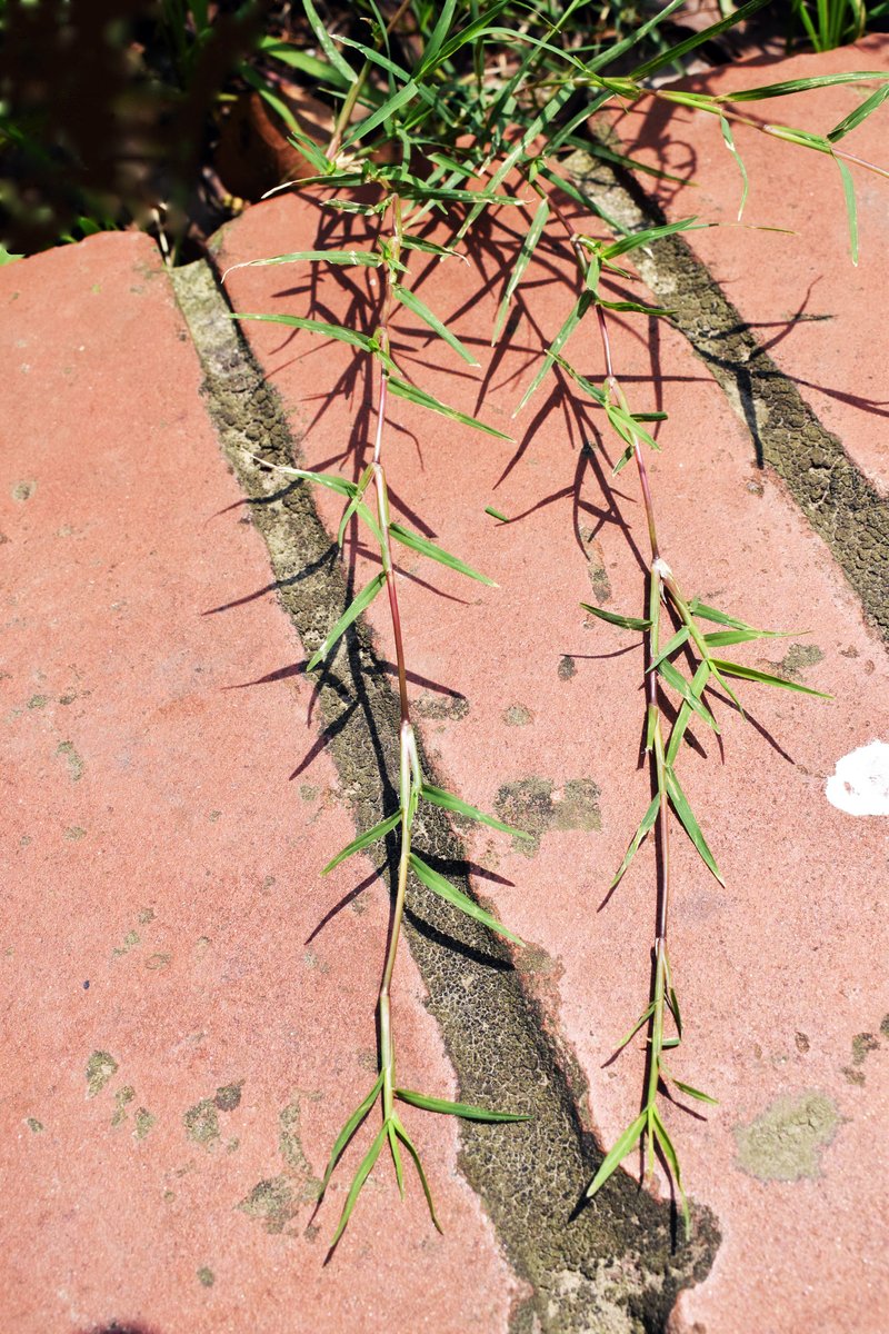 Bermudagrass photo 4