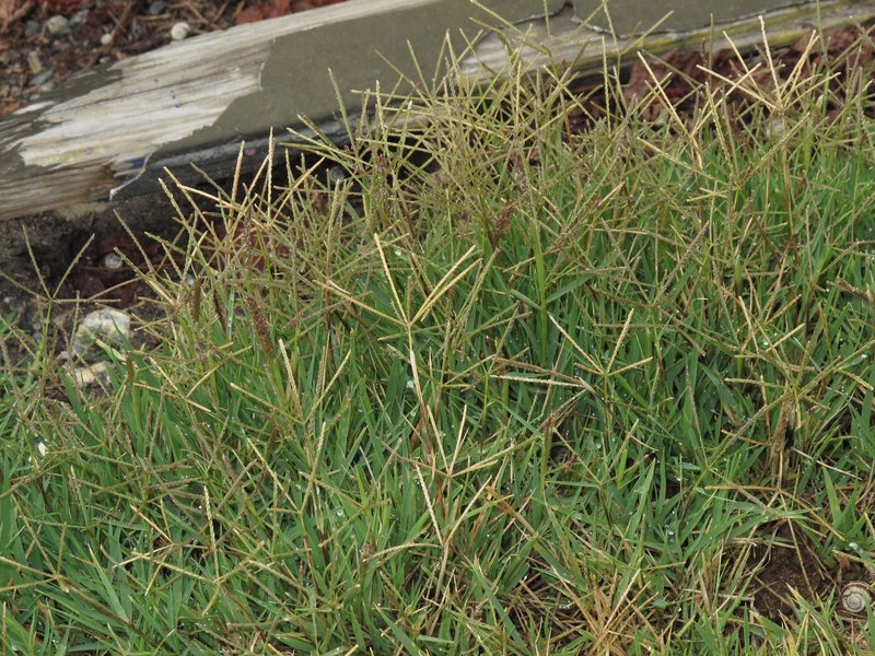 Bermudagrass photo 5